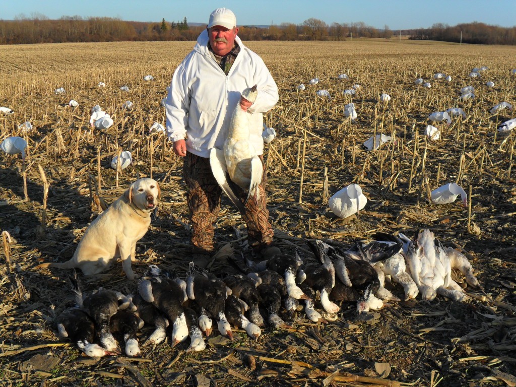 Snow Goose Hunting Maryland