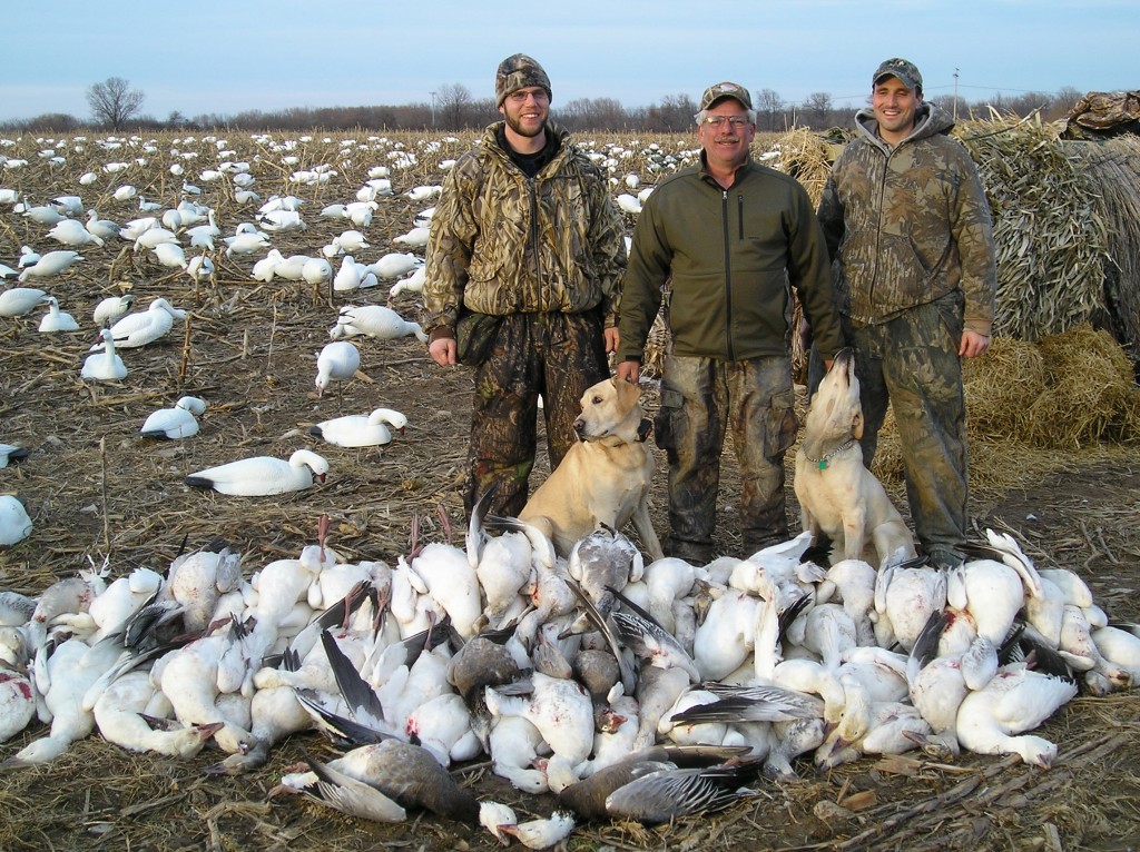 Snow Goose Hunts NY